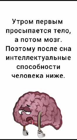Гениальный шедевр Творца Головной мозг