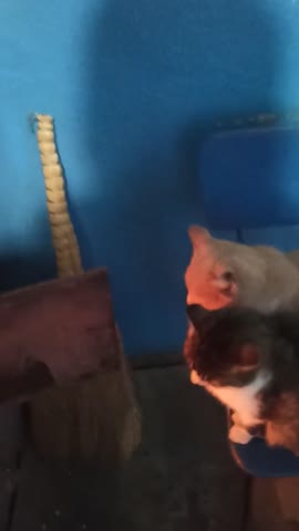 Котюньки