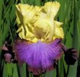 images-8