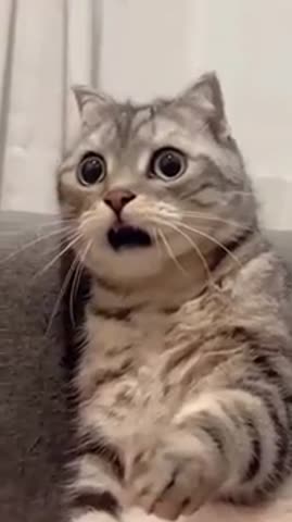 Пришёл_ветеринар