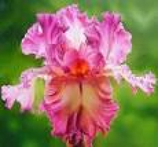 images-9