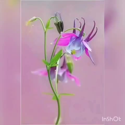 fblite_video-1
