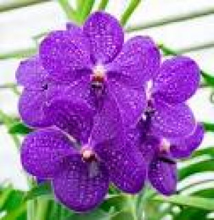 images-10
