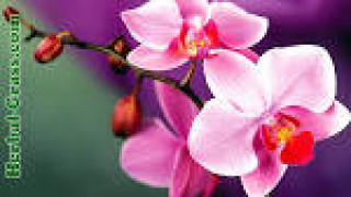 images-11