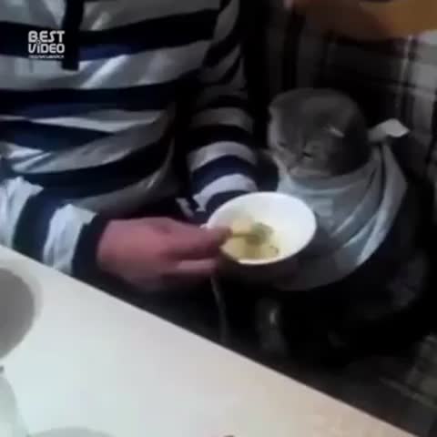 Кот_кушает_с_ложки