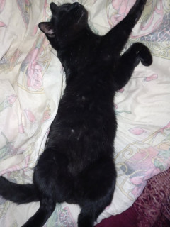 IMG-f7631ade9b2ef233c58ef9446daff72c-V