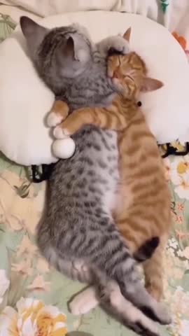 WhatsApp_Video_2023-12-19_at_17_01_46