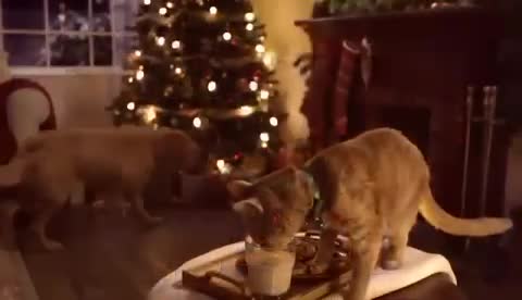 WhatsApp_Video_2023-12-24_at_19_44_34
