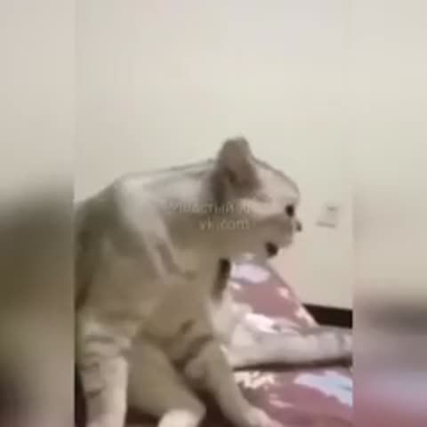 Смешные_коты