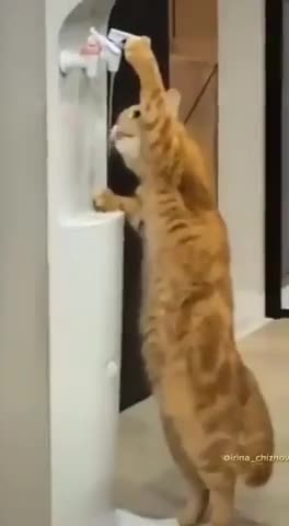 Прощай_белка