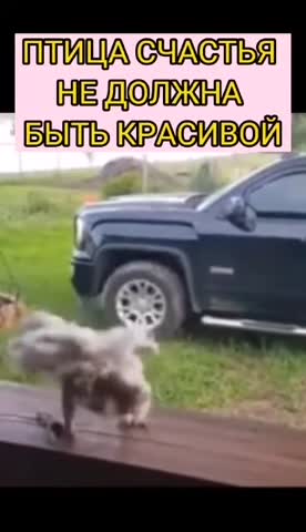 VM_Video_1691346414950