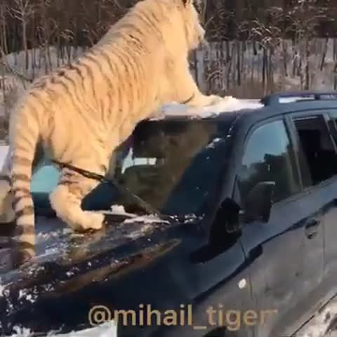 ТИГРЫ_УНИЧТОЖАЮТ_КРУЗАК___LAND_CISER_CRASHED_BY_THE_TIGERS_Shorts