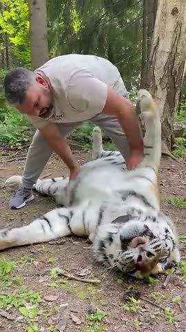 где_надо_почесать_кошечку