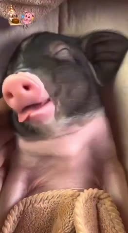 WhatsApp_Video_2024-01-05_at_09_02_36