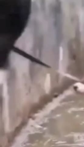 VM_Video_1704512679398