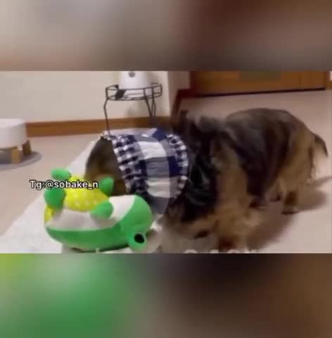 всех_покормил