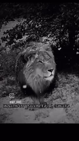 VID_47541103_065509_340