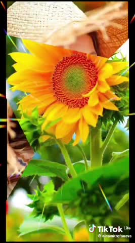 WhatsApp_Video_2024-01-11_at_09_29_06