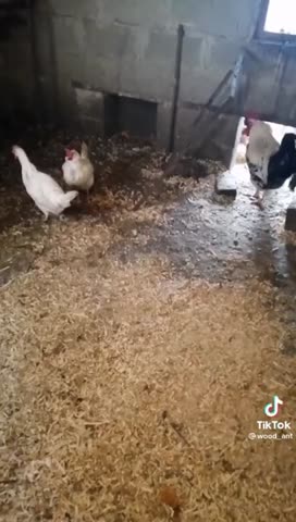 яйца_из_Магнита