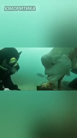 подводный_мир