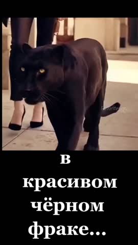 pinterestdownloader_-1706072223_574589