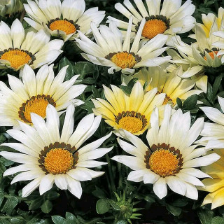 FB_IMG_17066499124441043