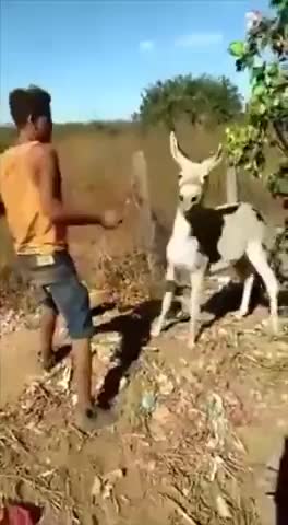 Осёл_отомстил