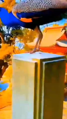 WhatsApp_Video_2024-02-20_at_20_34_27