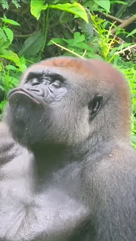 4_5958485366137688603