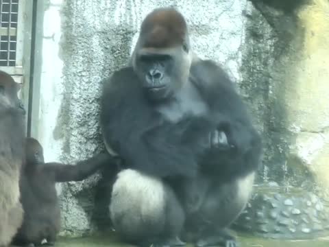 4_5956233566324002928