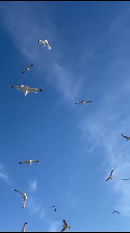 VID-20240226-WA0138