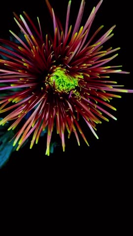 VID_20240309_212507_565