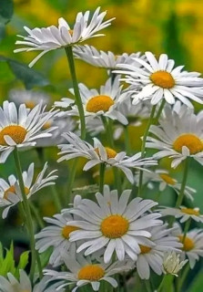 FB_IMG_17103498006139805