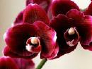 images-15