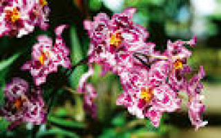 images-16