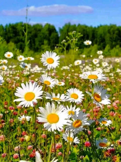 FB_IMG_17113459669422953