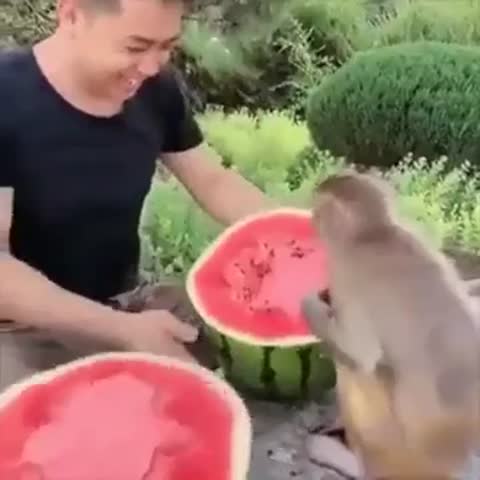 ням_ням_ням