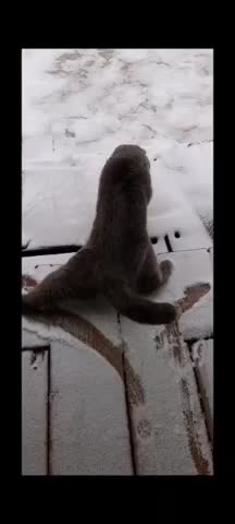 VM_Video_1711608399071