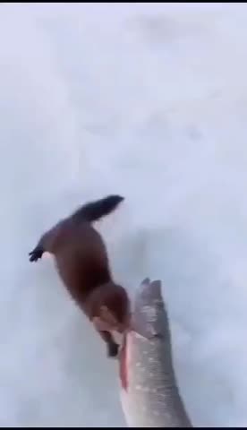 VM_Video_1711626067175