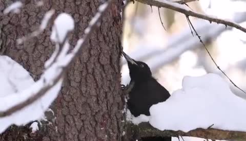 VM_Video_1711636398352