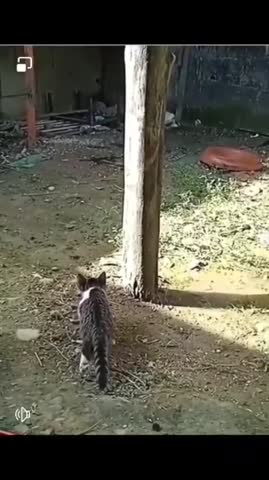 Prikol_s_kotx-world72_spcs_bio