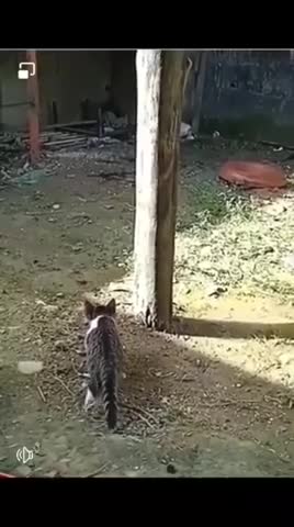 охота_не_удалась