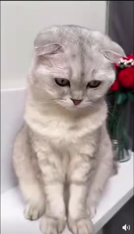 пушистый_дьявол