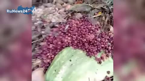 Мужчина_нашел_пьяных_ежей_у_себя_во_дворе_?_News24