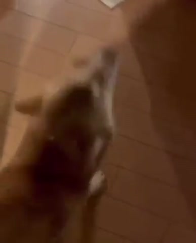 собачья_радость