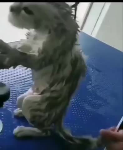 VM_Video_1712477737740