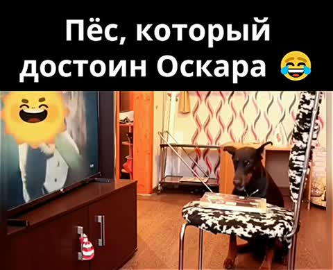 Оскара_псу