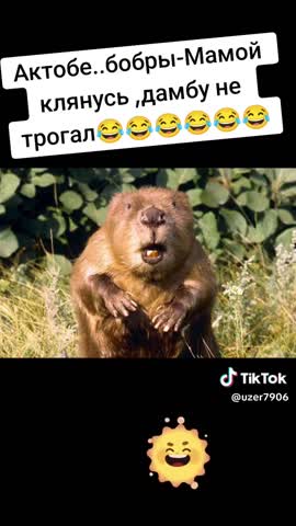 во бобры исполняют