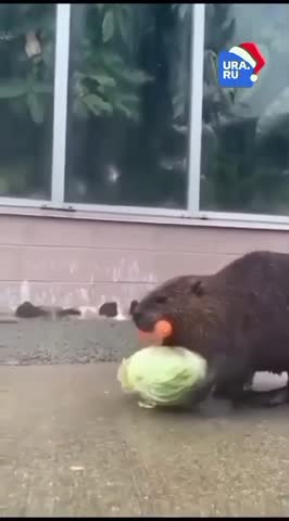 VID_20240413_000914_673