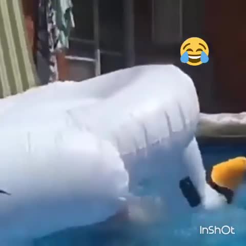 video_6905184848544